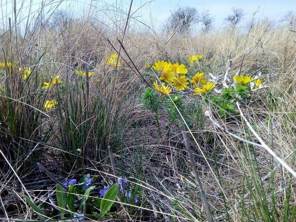 Створено групу зі збереження степів Вознесенського та Веселинівського районів Миколаївщини
