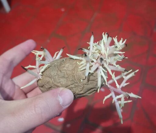 Буряк з цвіллю і проросла картопля: чим годують дітей у навчальних закладах