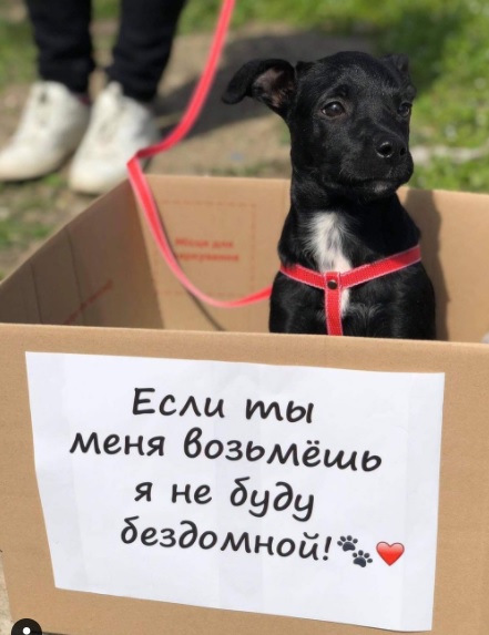 «Ми вирішили бездомних зробити домашніми»: У Миколаєві пройде ярмарок собак
