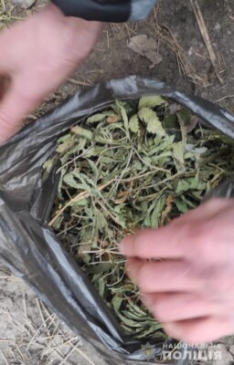 У Первомайську у місцевого мешканця знайшли канабіс