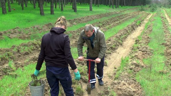 У лісовому господарстві Миколаївщини завершили висадку лісу, на чотири гектари перевиконали план