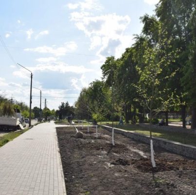 У Вознесенську висаджують молоді клени
