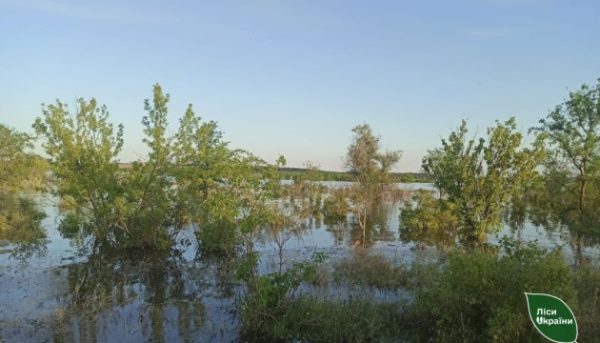 Внаслідок підтоплення Україна може втратити до 70% лісових насаджень на півдні