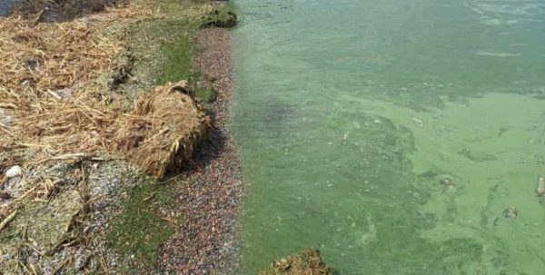 Найгірше ще попереду: екологи розповіли, чому вода у Чорному морі змінила колір, і на що чекати далі