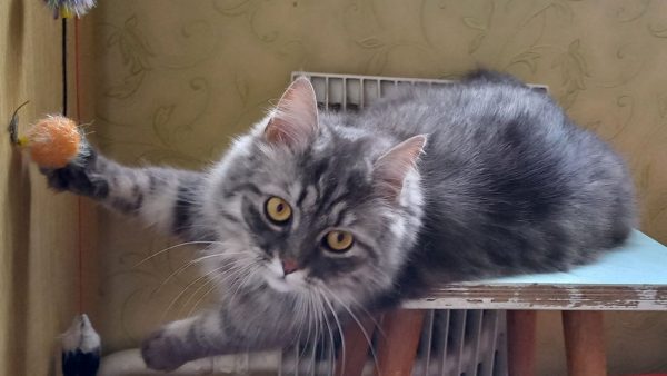 У Миколаєві з готелю для тварин зник кіт. Поліція заборонила роботу закладу