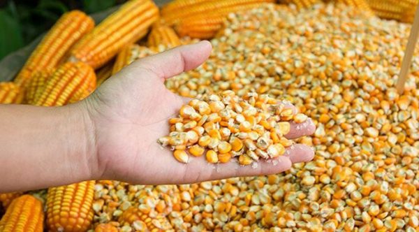 росія намагається продати кукурудзу, викрадену з Миколаївщини