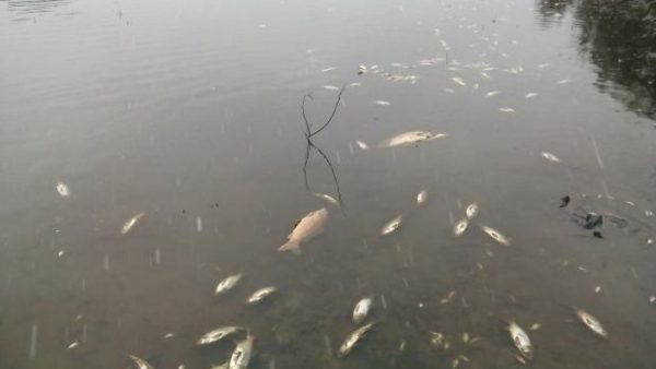 Замор риби в Миколаєві: що стало причиною
