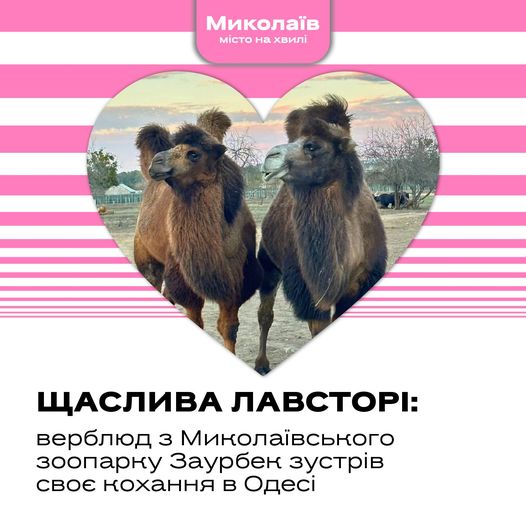 Щаслива лавсторі: верблюд з Миколаївського зоопарку Заурбек зустрів своє кохання в Одесі