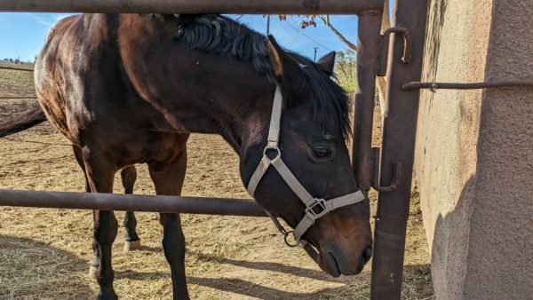 У миколаївській стайні утримують коней, вивезених з-під обстрілів